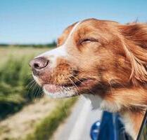 Ostsee Ferienwohnung mieten⭐️Schönberg bei Kiel⭐️mit Hund - Schönberg (Holstein)