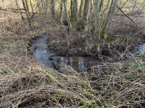 Foto - Mehrfamilienhaus, Wohnhaus in Jünkerath zum Kaufen
