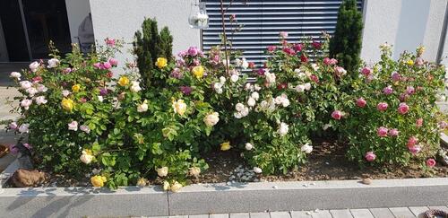 Foto - Einfamilienhaus in Ostrach zum Kaufen