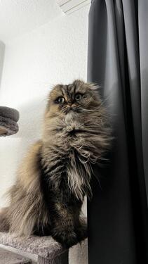 Foto - Zimmer in 2er Wohnung - 650,00&nbsp;EUR Kaltmiete, ca.&nbsp; 54,00&nbsp;m&sup2;