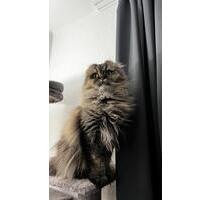 Zimmer in 2er Wohnung - 650,00&nbsp;EUR Kaltmiete, ca.&nbsp; 54,00&nbsp;m&sup2; in Berlin (PLZ: 13055) Lichtenberg