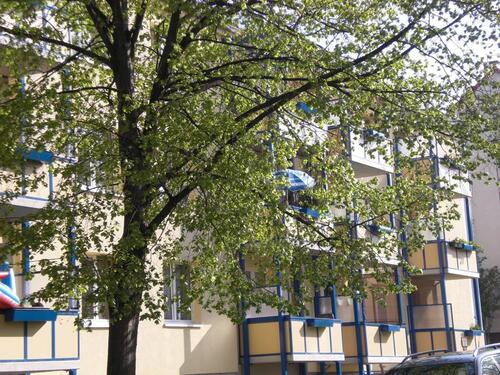 Foto - Schöne ruhig gelegene 3-Raumwohnung in Rötha