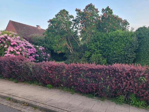 Foto - Einfamilienhaus in Heide zum Kaufen
