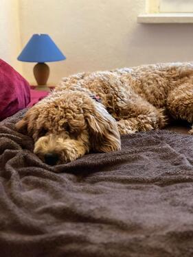 Foto - andere in Tanna zur Miete