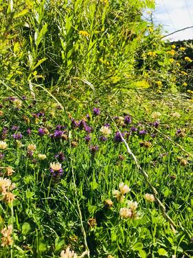 Foto - Einfamilienhaus mit Keller, Garage und Garten zu vermieten