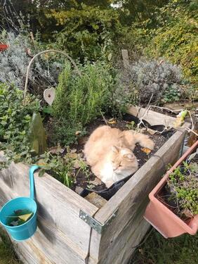 Foto - WG ZIMMER ländlich gelegen - 550,00&nbsp;EUR Kaltmiete, ca.&nbsp; 17,60&nbsp;m&sup2;