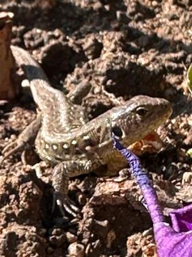 Foto - Grundst&uuml;ck zur Miete in Dresden