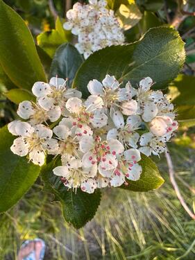 Foto - Grundst&uuml;ck in Dresden