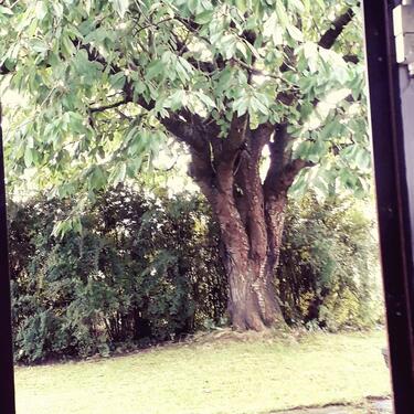 Foto - Garten Dänische Wieck am Greifswalder Bodden