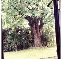 Garten Dänische Wieck am Greifswalder Bodden