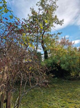 Foto - Einfamilienhaus in Borrentin zum Kaufen