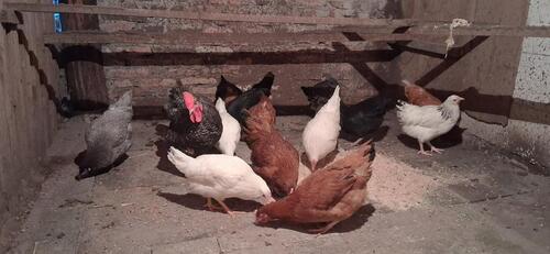 Foto - andere zur Miete in Dornum