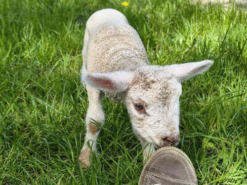 Foto - andere in Dornum