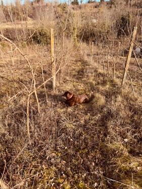 Foto - Grundstückshälfte zu verpachten ca.700m²