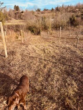 Foto - Grundst&uuml;ck in Herbolzheim