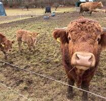 800qm Garten Wiesengrundstück mit Bäumen, absolut eben am Wasser - Kirchheim unter Teck