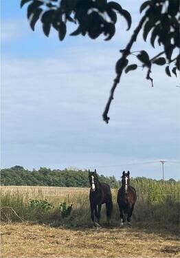 Foto - Pachtland Weide - 123,00 EUR Kaltmiete, ca.  0,00 m²