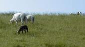 Foto - Fewo 1 Wo. bis 3 Pers. NorddeichNordsee Lastminute ab 19.07.2025