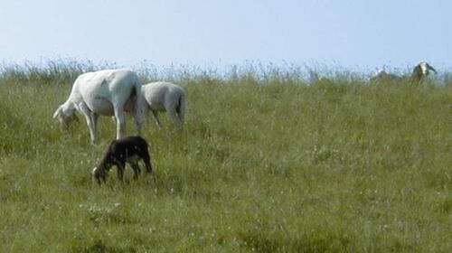 Foto - Fewo 1 Wo. bis 3 Pers. NorddeichNordsee Lastminute ab 19.07.2025