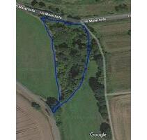 Grundstück mit Quelle für Naturliebhaber abzugeben - Uslar