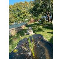 Pachtgarten in Eisenach - 1.111,00 EUR Kaltmiete, ca.  0,00 m² in Eisenach (PLZ: 99817)