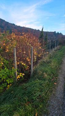 Foto - Gartengrundstück Zell Weierbach