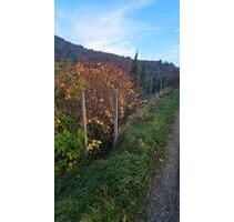 Gartengrundstück Zell Weierbach - Offenburg