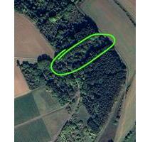 ForstflächeWildwiese in 97941 TBB-Dittigheim - Tauberbischofsheim