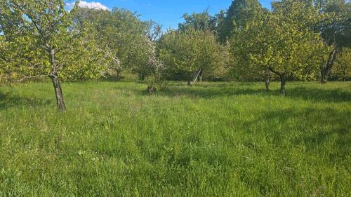 Foto - Gartengrundstück mit Kirschbäume