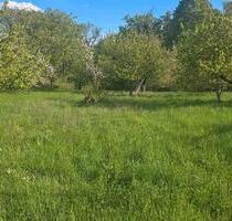 Gartengrundstück mit Kirschbäume - Sachsenheim