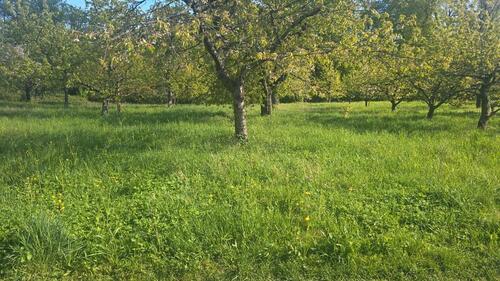 Foto - Grundst&uuml;ck in Sachsenheim