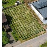 Ertragreicher Weinberg - 50,00 EUR Kaltmiete, ca.  0,00 m² in Lösnich (PLZ: 54492)