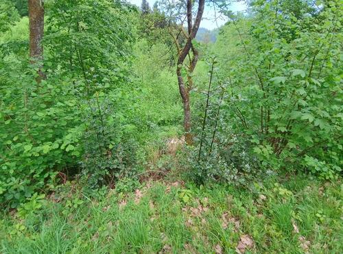 Foto - Grundst&uuml;ck zur Miete in Forbach