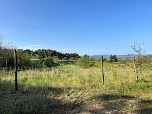 Foto - Idyllische Streuobstwiese im Landschaftsschutzgebiet – Ingelheim