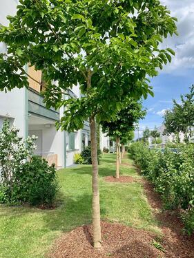 Foto - 1.5 Zimmer Erdgeschoßwohnung zur Miete in Regensburg