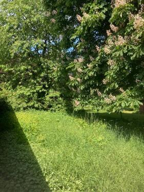 Foto - 3 Zimmer Etagenwohnung zur Miete in Garz/Rügen