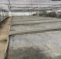 Vermietung Glasgewächshaus für Lagerung, Workshop, Pflanzenzucht - Preetz