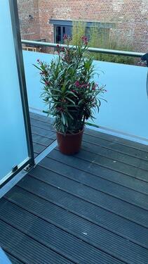 Foto - 1 Zimmer Etagenwohnung zur Miete in Würselen