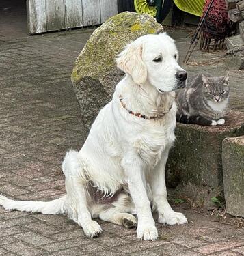 Foto - Dachgeschoßwohnung in Bredstedt zur Miete