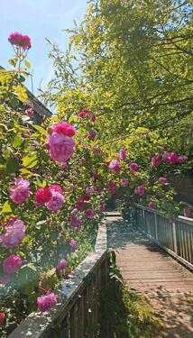 Foto - 3 Zimmer Loft - Studio - Atelier zur Miete in Ornbau