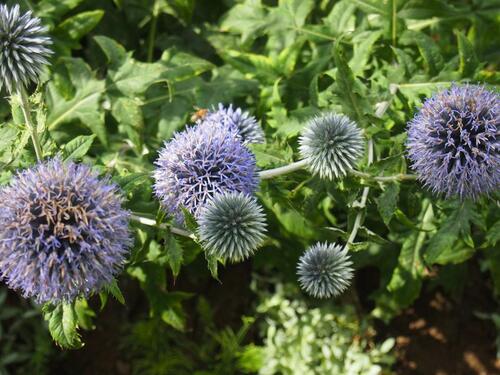 Foto - Garten zur Pacht in Bad Sülze - 3.500,00&nbsp;EUR Kaltmiete, ca.&nbsp; 0,00&nbsp;m&sup2;