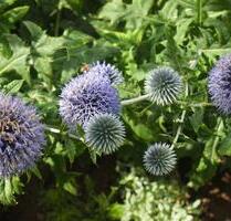 Garten zur Pacht in Bad Sülze - 3.500,00&nbsp;EUR Kaltmiete, ca.&nbsp; 0,00&nbsp;m&sup2; in Bad Sülze (PLZ: 18334)