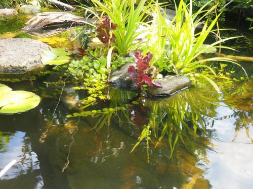 Foto - Grundst&uuml;ck in Bad Sülze zur Miete