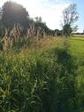 Foto - weidefläche - 100,00 EUR Kaltmiete, ca.  0,00 m²