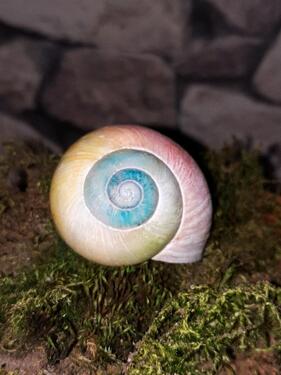 Foto - Warmmiete Einzimmerwohnung Teil- möbliert Appartement Küche Bad