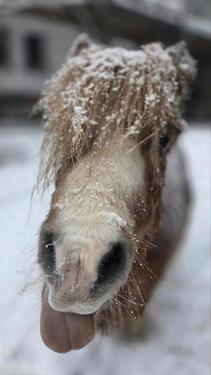 Foto - Urlaub auf dem Bauernhof - Ferienwohnung Neumann's Hof