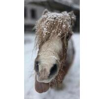 Urlaub auf dem Bauernhof - Ferienwohnung Neumann's Hof - Remptendorf