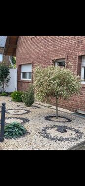 Foto - 3 Zimmer Einfamilienhaus in Euskirchen