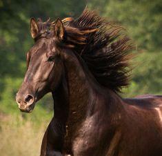 Foto - Für Pferdebesitzer: 2 grosse WG Zimmer inkl. Offenstallplätze