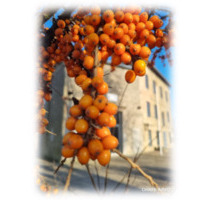 Helle, freundliche 3 Raumwohnung im Top Zustand in Lübs zu vermieten - Ferdinandshof